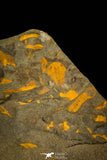 30335 - Top Beautiful 0.35 Inch Skreiaspis spinosus Middle Cambrian Trilobite - Czech Republic