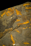 30335 - Top Beautiful 0.35 Inch Skreiaspis spinosus Middle Cambrian Trilobite - Czech Republic
