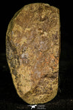 30336 - Beautiful 0.24 Inch Phalagnostus prantli Middle Cambrian Trilobite - Czech Republic