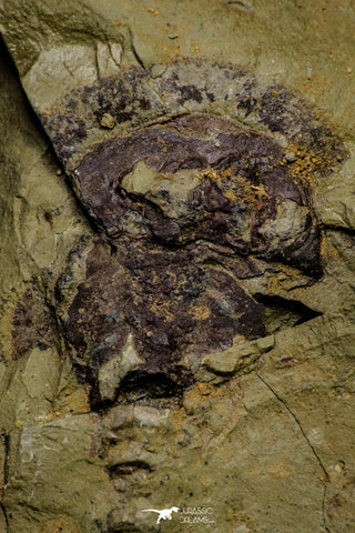 21164 - Premium Grade Soft Bodied Xiphosurid (Horseshoe Crab Ancestor) Lower Ordovician