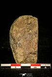 30336 - Beautiful 0.24 Inch Phalagnostus prantli Middle Cambrian Trilobite - Czech Republic