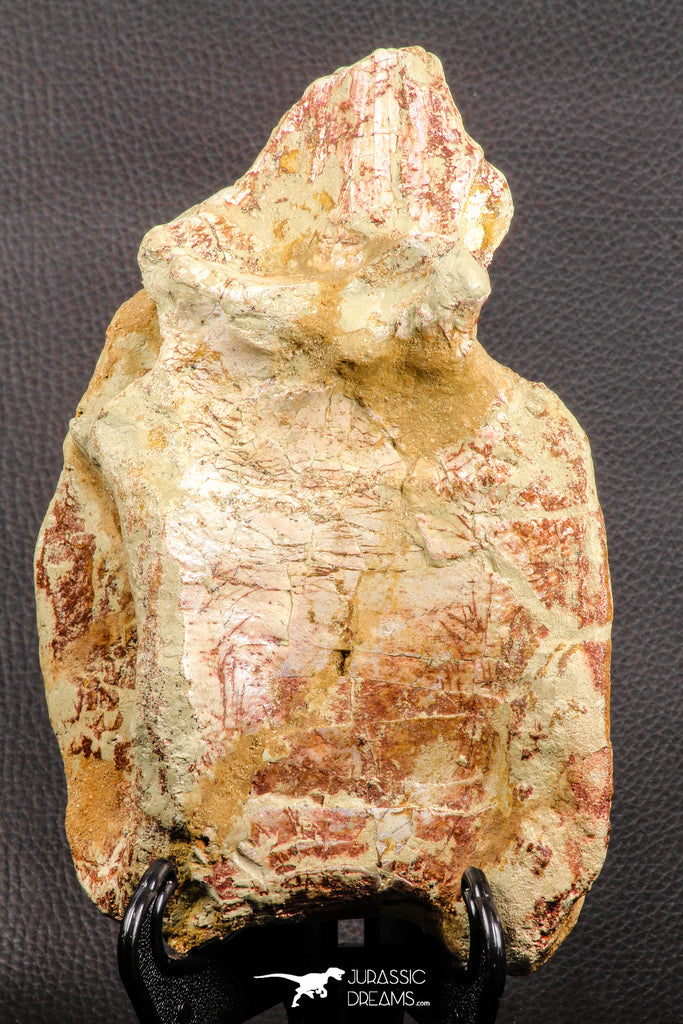 07195 - Top Rare 5.79 Inch Spinosaurus Dinosaur Partial Caudal (Tail) Vertebra Bone Cretaceous KemKem Beds