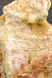 07195 - Top Rare 5.79 Inch Spinosaurus Dinosaur Partial Caudal (Tail) Vertebra Bone Cretaceous KemKem Beds