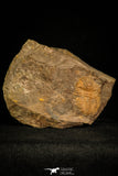 30337 - Top Rare 1.35 Inch Ellipsocephalus vetustus Middle Cambrian Trilobite - Czech Republic