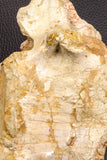 07195 - Top Rare 5.79 Inch Spinosaurus Dinosaur Partial Caudal (Tail) Vertebra Bone Cretaceous KemKem Beds