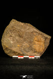 30337 - Top Rare 1.35 Inch Ellipsocephalus vetustus Middle Cambrian Trilobite - Czech Republic