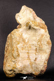 07195 - Top Rare 5.79 Inch Spinosaurus Dinosaur Partial Caudal (Tail) Vertebra Bone Cretaceous KemKem Beds