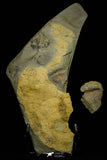 21165 - Premium Grade Soft Bodied Xiphosurid (Horseshoe Crab Ancestor) Lower Ordovician