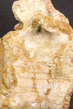 07195 - Top Rare 5.79 Inch Spinosaurus Dinosaur Partial Caudal (Tail) Vertebra Bone Cretaceous KemKem Beds