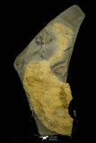 21165 - Premium Grade Soft Bodied Xiphosurid (Horseshoe Crab Ancestor) Lower Ordovician
