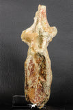 07195 - Top Rare 5.79 Inch Spinosaurus Dinosaur Partial Caudal (Tail) Vertebra Bone Cretaceous KemKem Beds