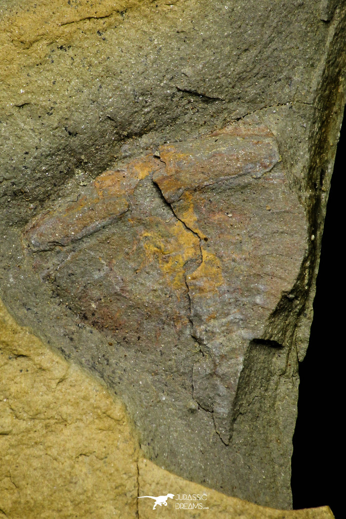 21165 - Premium Grade Soft Bodied Xiphosurid (Horseshoe Crab Ancestor) Lower Ordovician