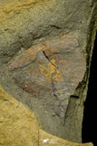 21165 - Premium Grade Soft Bodied Xiphosurid (Horseshoe Crab Ancestor) Lower Ordovician