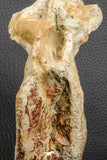 07195 - Top Rare 5.79 Inch Spinosaurus Dinosaur Partial Caudal (Tail) Vertebra Bone Cretaceous KemKem Beds
