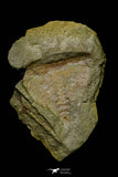 21165 - Premium Grade Soft Bodied Xiphosurid (Horseshoe Crab Ancestor) Lower Ordovician