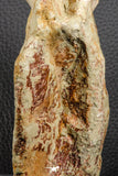 07195 - Top Rare 5.79 Inch Spinosaurus Dinosaur Partial Caudal (Tail) Vertebra Bone Cretaceous KemKem Beds