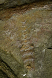 21165 - Premium Grade Soft Bodied Xiphosurid (Horseshoe Crab Ancestor) Lower Ordovician