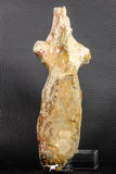 07195 - Top Rare 5.79 Inch Spinosaurus Dinosaur Partial Caudal (Tail) Vertebra Bone Cretaceous KemKem Beds