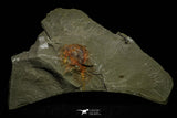 21166 - Premium Grade Soft Bodied Xiphosurid (Horseshoe Crab Ancestor) Lower Ordovician