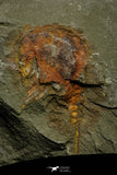 21166 - Premium Grade Soft Bodied Xiphosurid (Horseshoe Crab Ancestor) Lower Ordovician