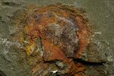 21166 - Premium Grade Soft Bodied Xiphosurid (Horseshoe Crab Ancestor) Lower Ordovician