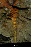 21166 - Premium Grade Soft Bodied Xiphosurid (Horseshoe Crab Ancestor) Lower Ordovician