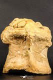 07196 - Top Rare 6.13 Inch Spinosaurus Dinosaur Partial Dorsal Vertebra Bone Cretaceous KemKem Beds