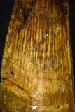 05631 - Top Quality Huge Cretaceous Crocodile 1.70 Inch ELOSUCHUS Tooth KemKem Beds