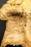 07196 - Top Rare 6.13 Inch Spinosaurus Dinosaur Partial Dorsal Vertebra Bone Cretaceous KemKem Beds