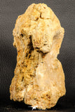 07196 - Top Rare 6.13 Inch Spinosaurus Dinosaur Partial Dorsal Vertebra Bone Cretaceous KemKem Beds