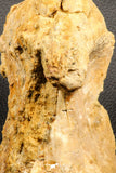 07196 - Top Rare 6.13 Inch Spinosaurus Dinosaur Partial Dorsal Vertebra Bone Cretaceous KemKem Beds