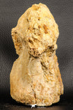 07196 - Top Rare 6.13 Inch Spinosaurus Dinosaur Partial Dorsal Vertebra Bone Cretaceous KemKem Beds