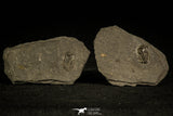 30340 - Positive/Negative 0.44 Inch Cyclopyge bohemica Middle Ordovician Trilobite - Czech Republic