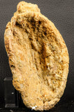 07196 - Top Rare 6.13 Inch Spinosaurus Dinosaur Partial Dorsal Vertebra Bone Cretaceous KemKem Beds