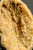 07196 - Top Rare 6.13 Inch Spinosaurus Dinosaur Partial Dorsal Vertebra Bone Cretaceous KemKem Beds