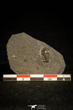 30340 - Positive/Negative 0.44 Inch Cyclopyge bohemica Middle Ordovician Trilobite - Czech Republic