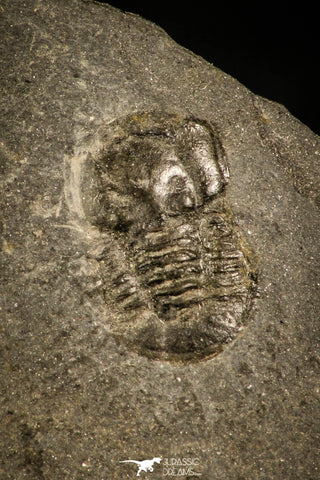 30340 - Positive/Negative 0.44 Inch Cyclopyge bohemica Middle Ordovician Trilobite - Czech Republic