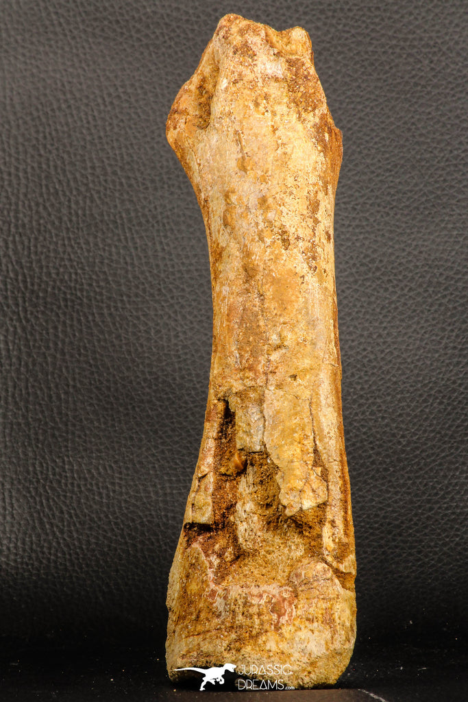07197 - Top Huge 9.69 Inch Spinosaurus Dinosaur Hand (Manus) Phalanx Bone Cretaceous KemKem