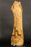 07197 - Top Huge 9.69 Inch Spinosaurus Dinosaur Hand (Manus) Phalanx Bone Cretaceous KemKem