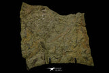 21169 - Top Rare Anomalocaridid Aegirocassis benmoulai filter feeding appendage Ordovician
