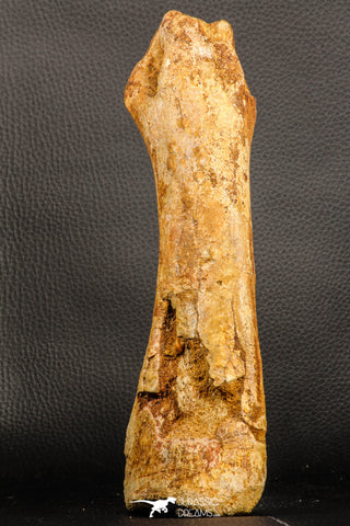 07197 - Top Huge 9.69 Inch Spinosaurus Dinosaur Hand (Manus) Phalanx Bone Cretaceous KemKem