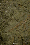21169 - Top Rare Anomalocaridid Aegirocassis benmoulai filter feeding appendage Ordovician