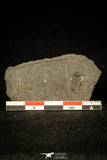 30340 - Positive/Negative 0.44 Inch Cyclopyge bohemica Middle Ordovician Trilobite - Czech Republic
