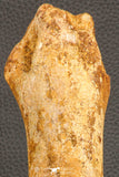 07197 - Top Huge 9.69 Inch Spinosaurus Dinosaur Hand (Manus) Phalanx Bone Cretaceous KemKem