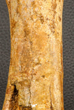 07197 - Top Huge 9.69 Inch Spinosaurus Dinosaur Hand (Manus) Phalanx Bone Cretaceous KemKem