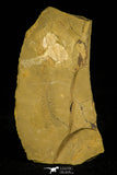 30341 - Rare 0.48 Inch Ajacicrepida ajax Cambrian Trilobite - China