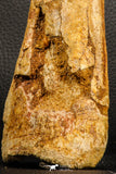 07197 - Top Huge 9.69 Inch Spinosaurus Dinosaur Hand (Manus) Phalanx Bone Cretaceous KemKem