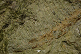 21169 - Top Rare Anomalocaridid Aegirocassis benmoulai filter feeding appendage Ordovician