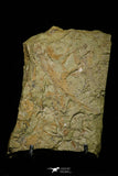 21169 - Top Rare Anomalocaridid Aegirocassis benmoulai filter feeding appendage Ordovician