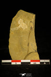 30341 - Rare 0.48 Inch Ajacicrepida ajax Cambrian Trilobite - China